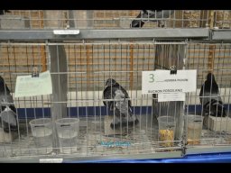 Concurso de Palomas 2012